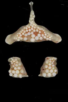 Tooth Prints: Ballan Wrasse (Labrus bergylta) Ballan Cross