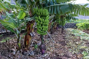 Canary Islands Prints: Banana plantation Banana tree, perennial with bananas (Musa)