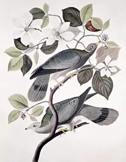 Female Animal Prints: Band Tailed Pigeon - Male And Female, Audubon, John James (1785-1851/American), Lithograph