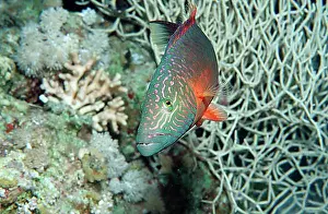 Water Animals Prints: Bandcheek wrasse (Oxycheilinus digrammus), Egypt, Sha´ab Tamara, Red Sea, Egypt, Africa