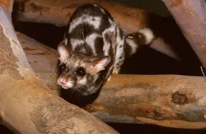 Whisker Prints: A Banded Linsang on a wooden log