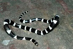 Reptiles Prints: bandy bandy vermicella annulata threat display, looping