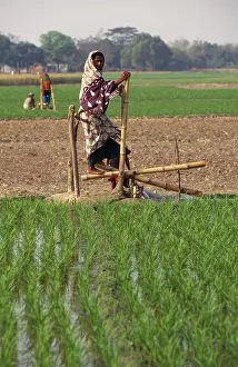 Bangladeshi Prints: Bangladesh, Bogra, Woman Operating Treadle Pump Irrigating Rice Fields