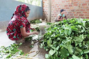 Indigenous Prints: Bangladesh, Sylhet, Srimangal. Khasi tribe women sorting Betel leaves