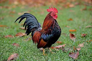 Adult Male Prints: Bantam rooster (Gallus gallus f. Domestica), captive, Bavaria, Germany, Europe