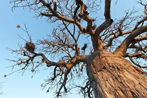 Adansonia Digitata Prints: Baobab (Adansonia digitata) in Mopani Camp