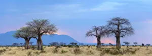 Land Scape Prints: Baobab (also called dead-rat tree (from the appearance of the fruits)