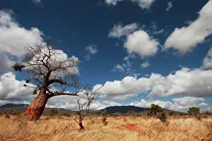 Berg Prints: baobab tree and blue sky, masai mara national park