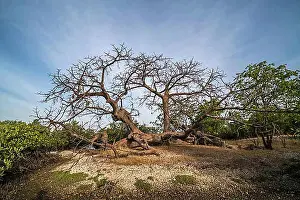 Senegal Prints: Baobab tree, Kathior Island, Missirah, Sine Saloum Delta, Senegal, West Africa, Africa