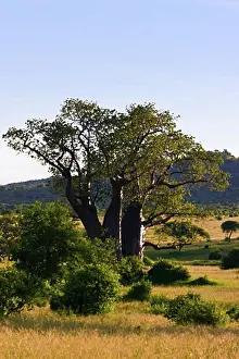 Hills Prints: Baobab tree, Tarangire National Park, Tanzania, Africa