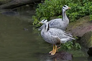 Looks Into The Camera Prints: Bar-headed geese (Anser indicus) (Eulabeia indica)
