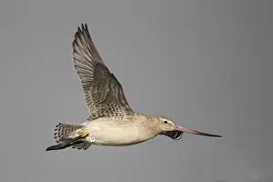 Australasia Prints: Bar-tailed Godwit (Limosa lapponica) adult