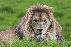 Extinct Prints: Barbary lion, North African lion