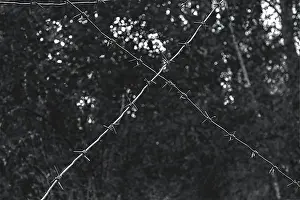 Ukraine Prints: Barbed wire, Chernobyl exclusion zone, Ukraine, Europe