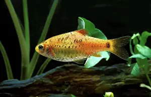 Brass Prints: Barbodes semifasciolatus, Brass Barb