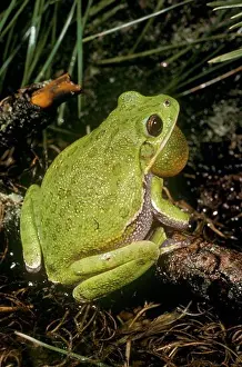 Frog Prints: Barking TreeFrog (Hyla gratiosa)