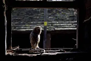 Farm Prints: Barn Owl (Tyto alba) adult, perched at window of farm building