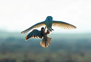 Chordate Prints: Barn owl (Tyto alba) and Kesterl (Falco tinnunculus) fighting in the air, England