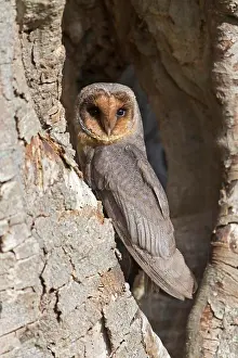 East Anglian Prints: Barn Owl (Tyto alba) melanistic phase