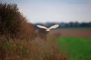 Farm Prints: Barn Owl (Tyto alba)adult hunting hedgerow & setaside back view Choseley Norfolk UK February 2016