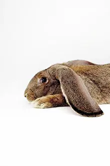 Giant Prints: Barn rabbit, Deutscher Riese breed (Lagomorpha)