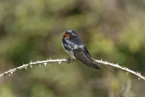 Swallow Prints: Barn Swallow Hirundo rustica, resting on bramble perch