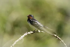 Barn Swallow Hirundo rustica, resting on bramble perch