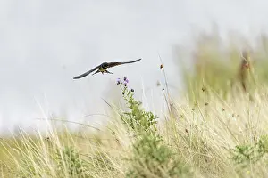 Songbird Prints: Barn Swallow (Hirundo rustica rustica) juvenile