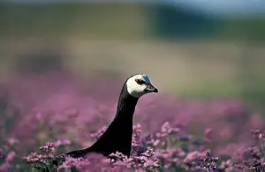 Animalia Prints: Barnacle Goose (Branta leucopsis) in sea lavender