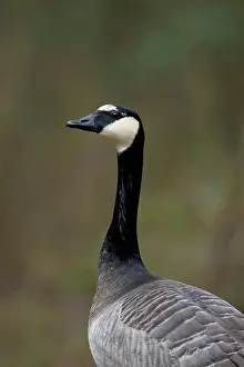 Alien Prints: Barnacle Goose (Branta leucopsis) x Canada Goose (Branta canadensis) hybrid