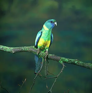 Adult Animal Prints: Barnard parakeet (Barnardius barnardi)