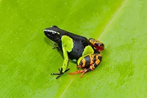 Frog Prints: Baron's Painted Mantella (Mantella baroni) adult