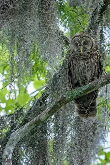 Cyprus Prints: Barred owl perched in cypress forest
