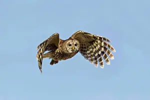 Spread Wings Prints: Barred owl (Strix varia) in flight