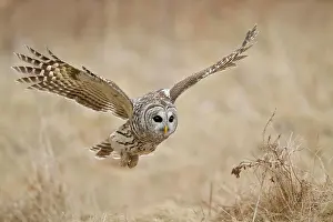 Colored Background Prints: Barred Owl Strix varia hunting for prey