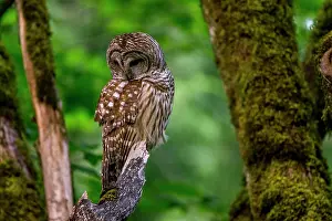 2023 Prints: A barred owl (Strix varia), also known as the northern barred owl