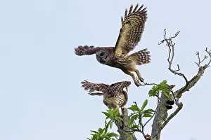 Taking Off Prints: One Barred owl (Strix varia) taking off from a perch while another cringes and turns away
