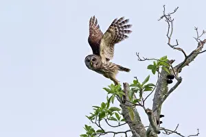 Taking Off Prints: Barred owl (Strix varia) taking off from a tree