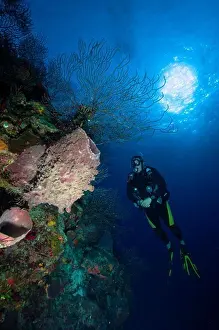 Barrel sponge and diver, Belize