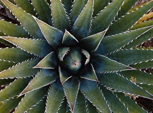 Natural Pattern Prints: Basal rosette of Kaibab century-plant