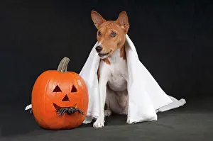 Thoroughbred Prints: Basenji dog next to pumpkin
