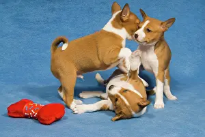 Plays Prints: three basenji puppies - playing