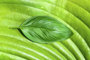 Basil Prints: Basil leaf on large green leaf