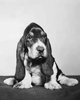 Hound Prints: Basset Hound puppy sitting