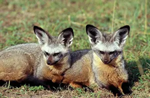 Canine Prints: Two Bat Eared Fox Lying In Serengeti Plains