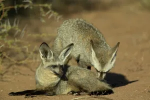 Ears Prints: Bat-Eared Fox (Otocyon meaglotis) male testing female to see if she is in oestrus