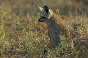 Ears Prints: Bat-Eared Fox (Otocyon meaglotis) in veld in early morning