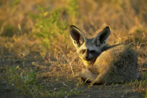 Ears Prints: Bat-Eared Fox (Otocyon meaglotis) in veld in early morning