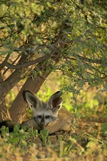 Mashatu Prints: Bat-Eared Fox (Otocyon meaglotis) in veld in early morning