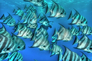Stipe Prints: Bat fish in HDR, shot in the Turks and Caicos Islands, West Indies, Central America